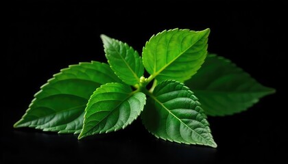 A close up of vibrant green leaves arranged against a stark black background creating contrast and depth
