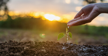 Hands are pouring water onto a small tree during the golden sunlight.