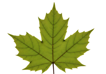 Beautiful, vibrant maple leaf revealing intricate vein details, perfect for autumn designs, educational materials, and seasonal promotions, evoking nature's beauty