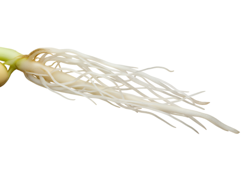Stunning sprouting seed with intricate root system, symbolizing new beginnings, growth, and the miracle of life for agricultural and botanical projects