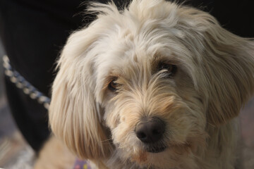 Cute dog looking up with curious expression indoors