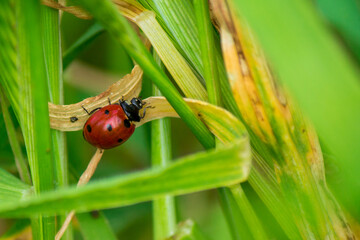 Little Ladybug