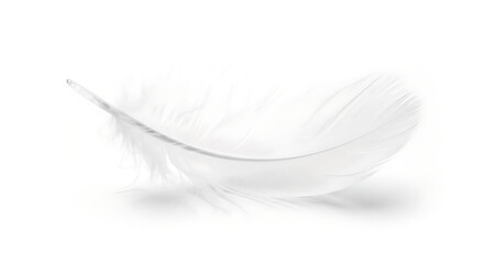 Obraz premium Soft white feather isolated on white background