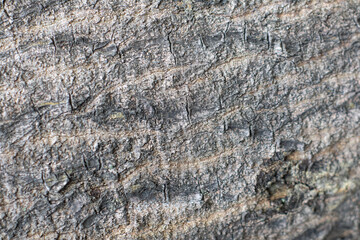 Close-up texture of tree trunk showing natural cracks, rough surface, and weathered wood details, ideal for background or design element.