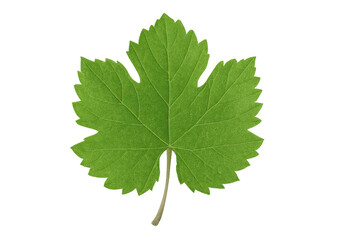 Fototapeta premium Green grape leaf presenting fresh foliage detail, organic vineyard plant element on transparent background