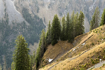 Evergreen forest with coniferous trees and alpine pastures in the Bernese Oberland region, Switzerland - Immergrüner Wald mit Nadelbäumen und Almwiesen in der Region Berner Oberland, Schweiz © Mario