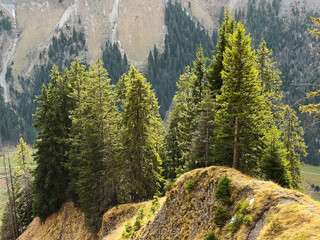 Evergreen forest with coniferous trees and alpine pastures in the Bernese Oberland region, Switzerland - Immergrüner Wald mit Nadelbäumen und Almwiesen in der Region Berner Oberland, Schweiz © Mario
