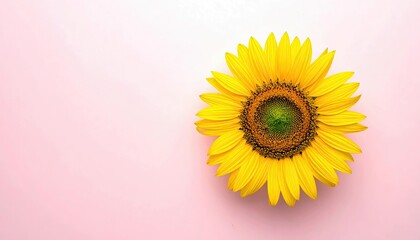 Obraz premium A single, vibrant yellow sunflower with a detailed green and brown center is positioned on the right side of a soft pink background.