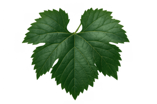 Green hop plant leaf, fresh common hop foliage, natural ingredient, plant botany, transparent background