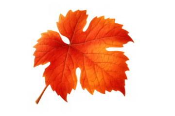 Autumn grape leaf displaying vibrant orange and red fall colors, seasonal foliage element with transparent background