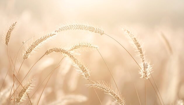 Soft Focus Golden Grasses in a Dreamy Field.
