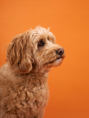 A Labradoodle with curly fur looks thoughtfully to the side, set against an orange background.
