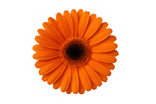 Orange gerbera flower blooming, creating a vibrant daisy blossom, floral design with transparent background - Powered by Adobe