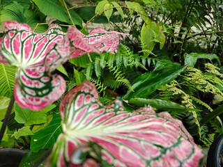Tropical Green Leaves Closeup View