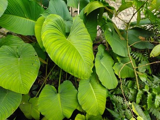 Tropical Green Leaves Closeup View