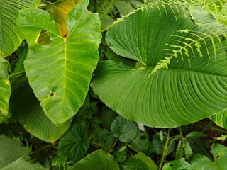 Tropical Green Leaves Closeup View