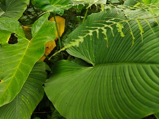 Tropical Green Leaves Closeup View