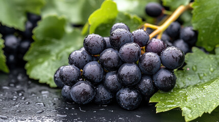 Fototapeta premium Fresh dark grapes with dewdrops on vine leaf, natural close up, refreshing mood