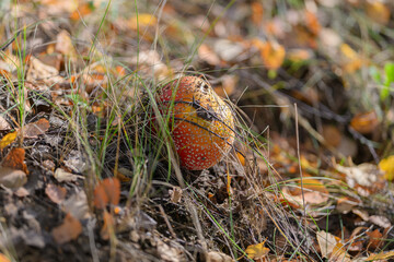 A Beautiful Vibrant Mushroom Surrounded by Colorful Autumn Leaves in a Tranquil Forest