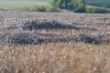 Obraz premium An Expansive Dry Field with Subtle Undulations and Beautiful Light Reflection Overhead