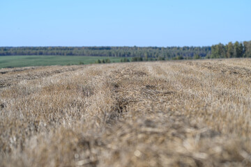 Obraz premium A Beautiful Golden Wheat Field Extends Under a Vast Clear Blue Sky on a Sunny Day