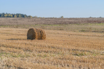 Fototapeta premium A Golden Hay Bale is Nestled Comfortably in the Beautiful Autumn Fields Under a Bright Blue Sky
