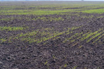 Emerging Green Shoots on Fertile Soil Field Signify New Life and Growth in Agriculture and Nature