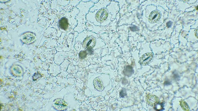Plant breathing cell stomata with chloroplasts inside, 400x magnification