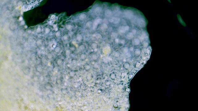 Wide shot of plant breathing cells stomata under microscope dark field