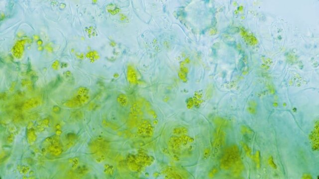 Plant leaf chlorophyll pigment in cells under microscope