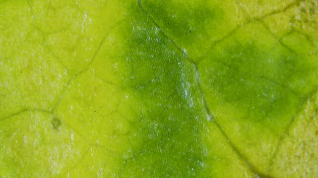 Plant leaf with chlorosis under microscope