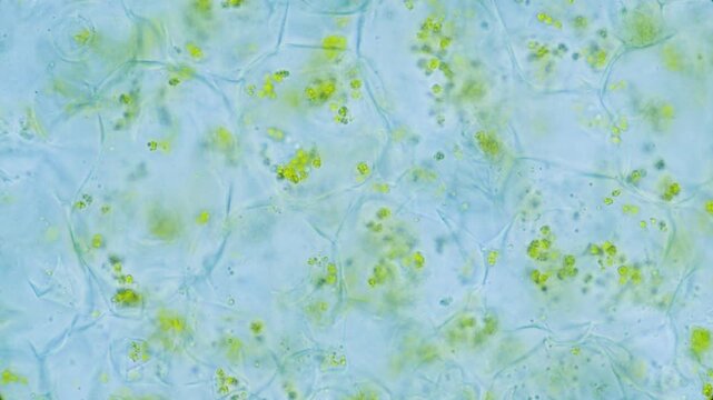 Plant leaf chlorophyll pigment in cells under microscope