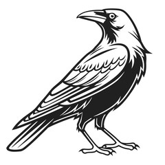 Crow standing isolated on