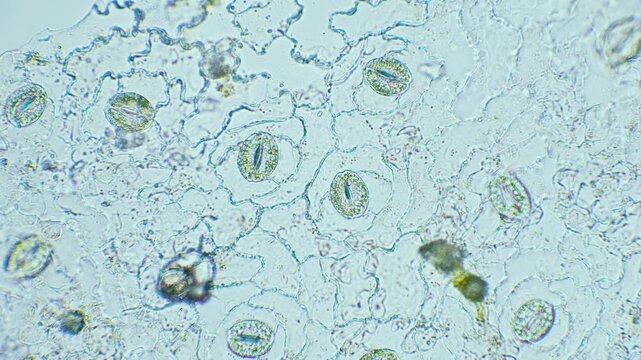 Plant breathing cell stomata with chloroplasts inside, 400x magnification