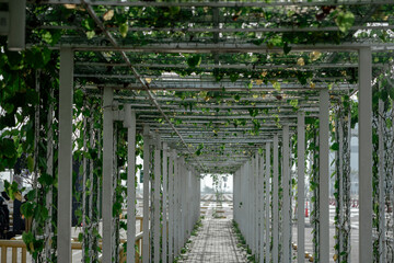 Perspective view of a white pergola walkway tunnel covered with lush green climbing vines and leaves in a park.