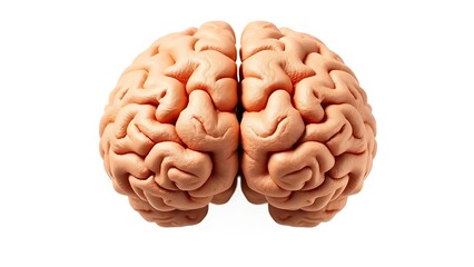 hemispheres. Illustration of human brain hemispheres representing creative and logical thinking on white. wellbeing guides.