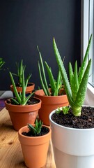 Assorted small aloe vera plants in terracotta & white pots sit near a sunny window with a dark backdrop