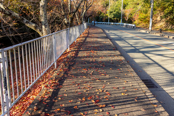 歩道の上に落ちた赤い落ち葉
