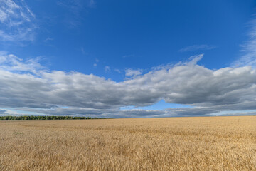 A Beautiful Golden Wheat Field Surrounded by a Bright Blue Sky with Fluffy Clouds