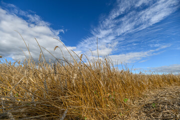Fototapeta premium Golden fields stretching under a bright blue sky adorned with wispy clouds drifting by