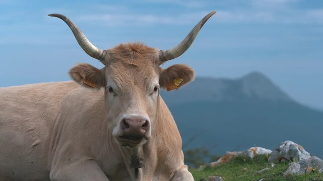 A beautiful brown cow rests peacefully in a lush green landscape, surrounded by mountains under a clear blue sky, with the Anboto mountain range in the background.