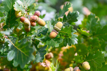 Acorns and Leaves on an Oak Tree Branch in a Beautiful Natural Outdoor Setting in Summer