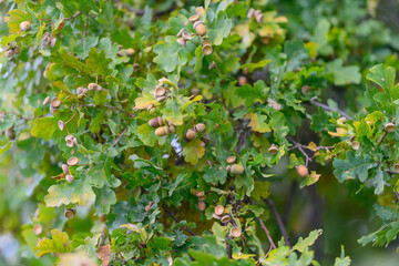 A Beautiful Oak Tree Displaying Acorns Alongside Its Vibrant Green Foliage and Leaves