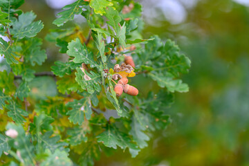 The vibrant green oak leaves are accompanied by earlystage acorns, creating a beautiful scene