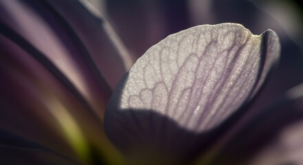 Close up of delicate flower petal with detailed texture and soft lighting