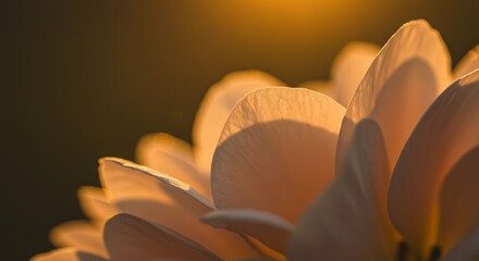 Close up of delicate flower petals illuminated by warm sunlight at sunset