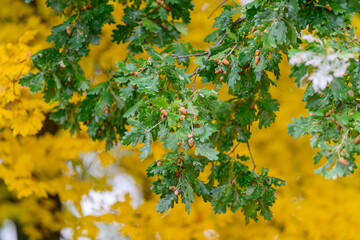 Lush Green Oak Leaves contrast with a Vibrant Yellow Background, creating a stunning view