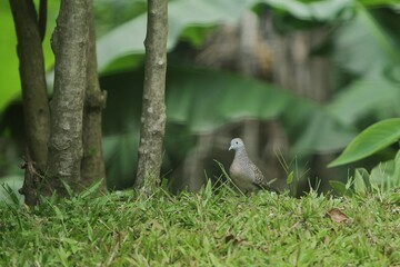 a turtle dove is seen hunting in the bushes during the day