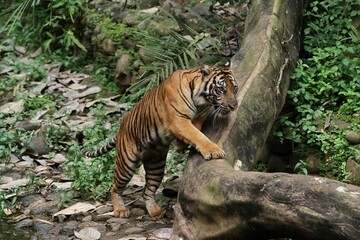 a Sumatran tiger climbing a fallen tree trunk