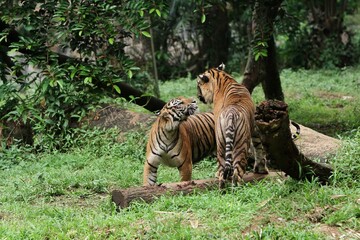 Sumatran tigers prepare to fight